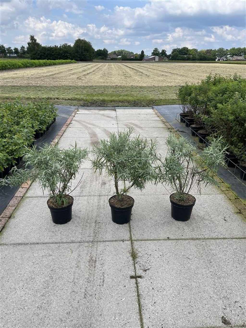 Salix elaeagnos 'Angustifolia' - C7.5 40-60 CM